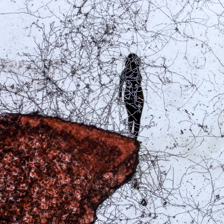 The Scale of the Nth Factor